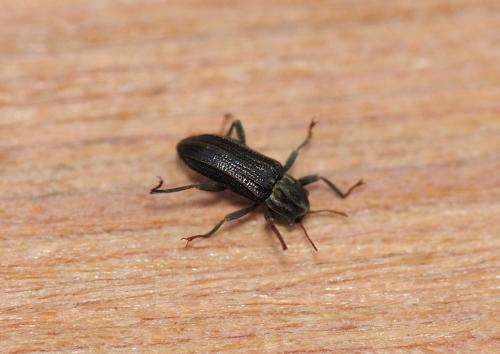 Réf. 319 803 : Stenelmis canaliculata